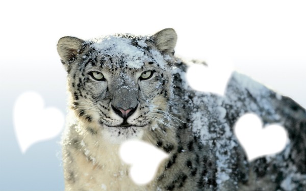léopard snow フォトモンタージュ