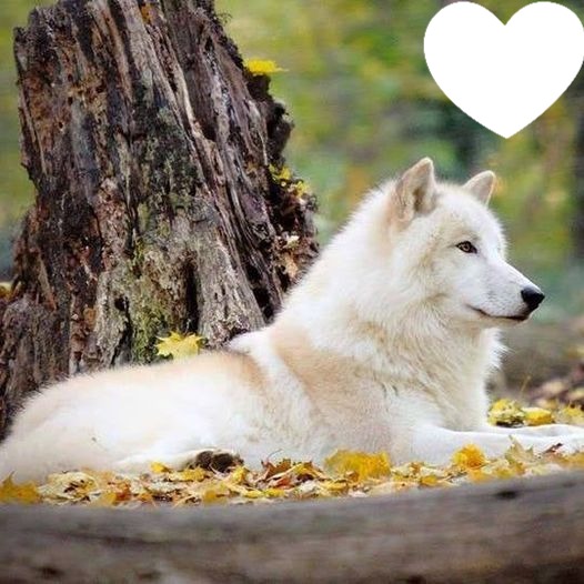 Loup blanc Fotomontáž