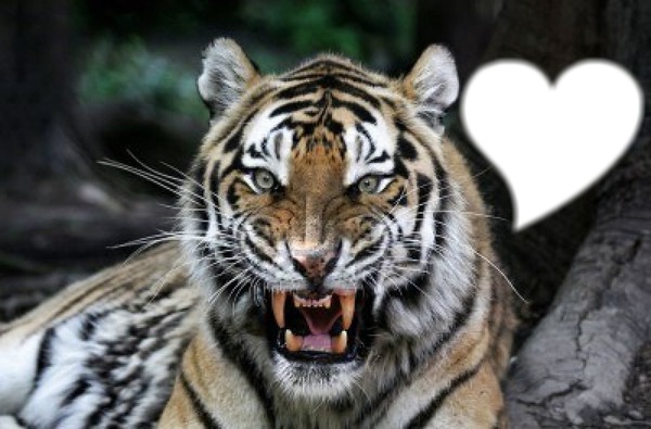 tigre coeur Fotomontáž