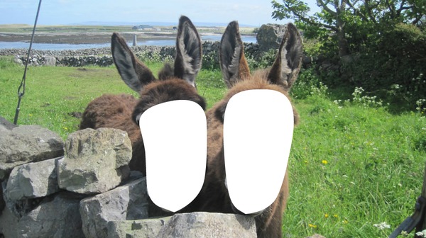 donkeys Montaje fotografico
