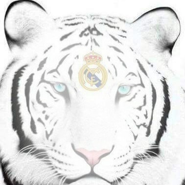 Real Madrid Fotomontagem