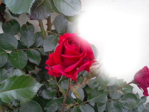 rose d'amour Fotomontáž