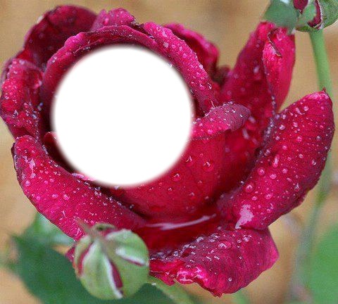 roses Fotomontage
