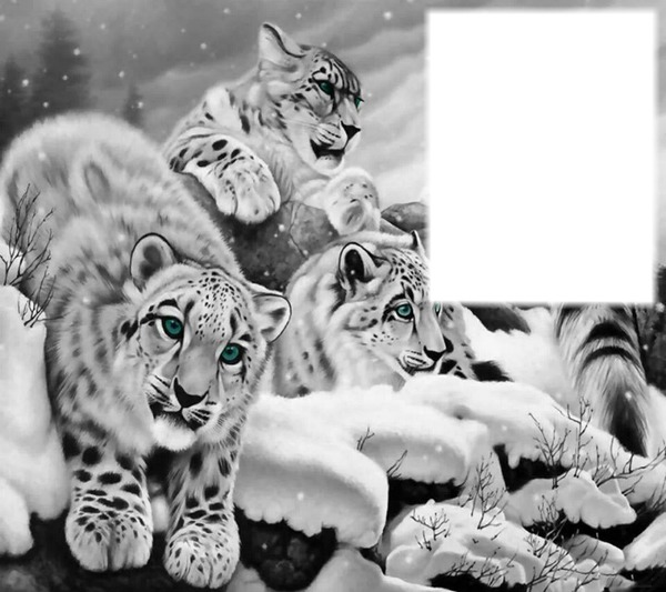 snow leopard Montage photo