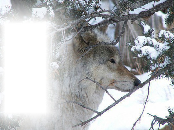 wolf 1 Fotomontage