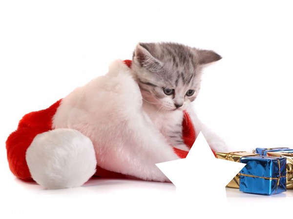 gatito navidad Montaje fotografico
