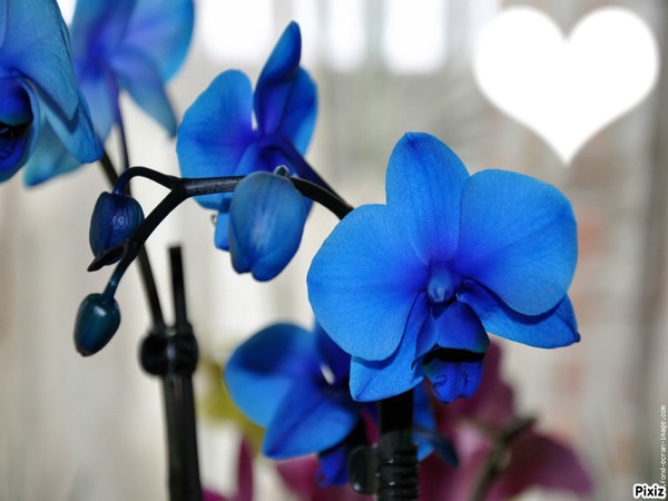 orchidée bleu Fotomontage