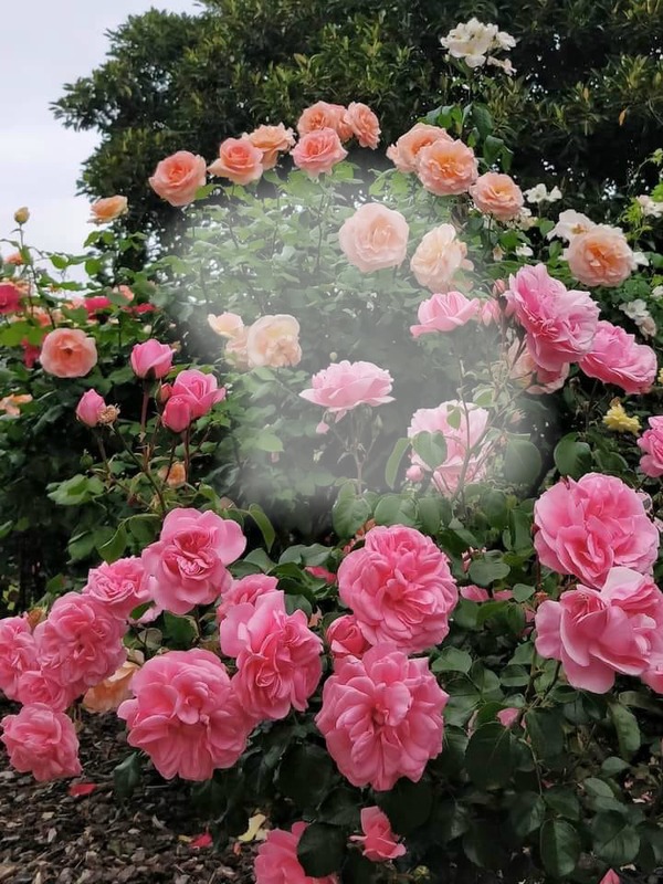 renewilly rosas Montaje fotografico