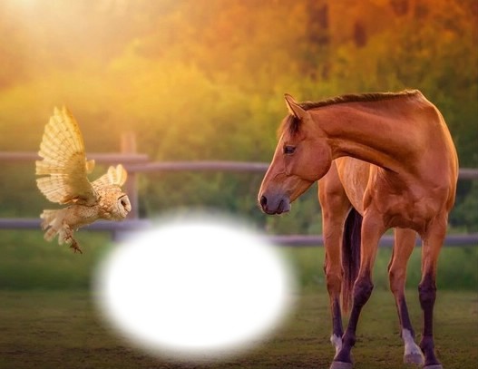 Animaux-chouette-cheval Fotomontaggio