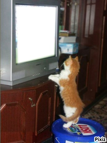 chat qui regarde la télé フォトモンタージュ