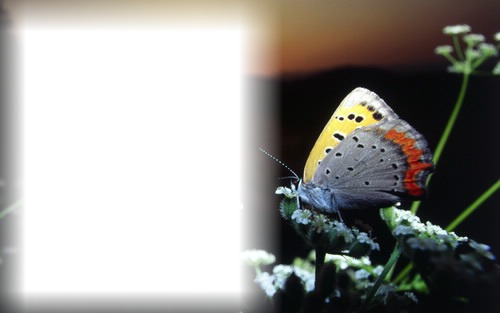 butterfly Fotomontasje