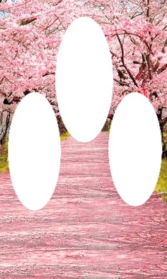 Cherry Blossom Фотомонтаж