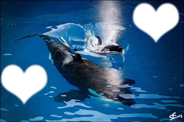amour d'orques Photomontage