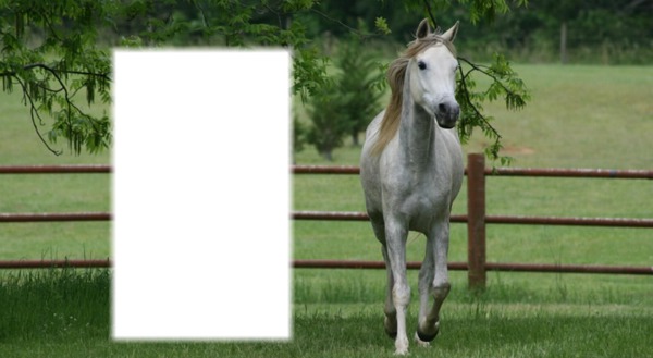 cheval Фотомонтажа