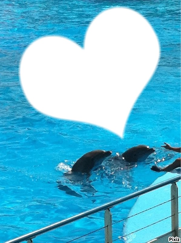 i love you les dauphins フォトモンタージュ