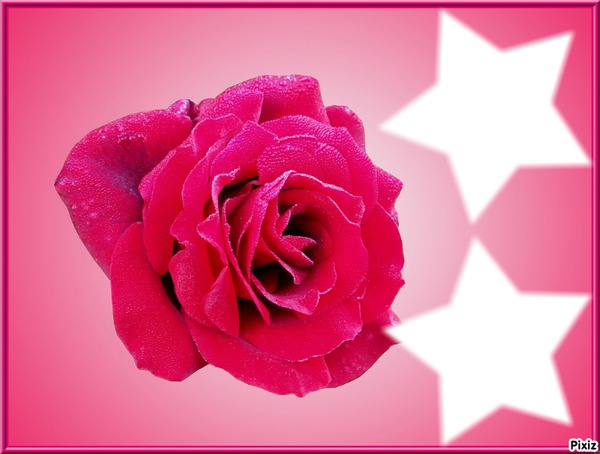 La rose aux étoile Fotomontaža