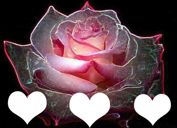 pink rose Photomontage