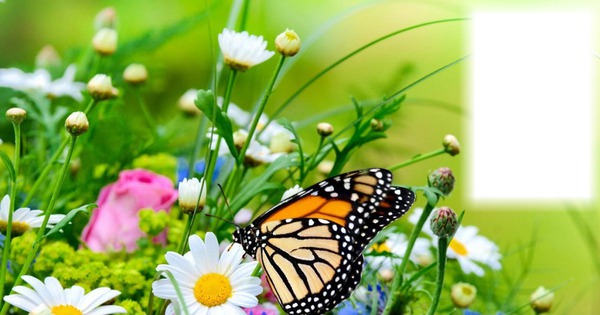 Pillangó és virágok Photomontage