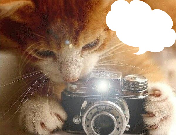 chat qui prend en photo 1 photo Fotomontagem