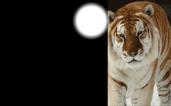 tigre1 Fotomontasje