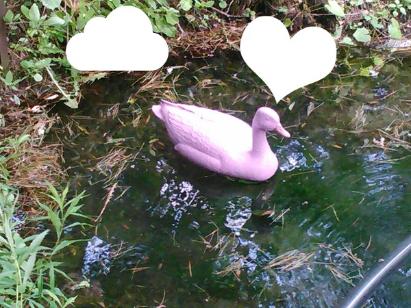 Canard Rose 2 Pink duck 2 Photo frame effect