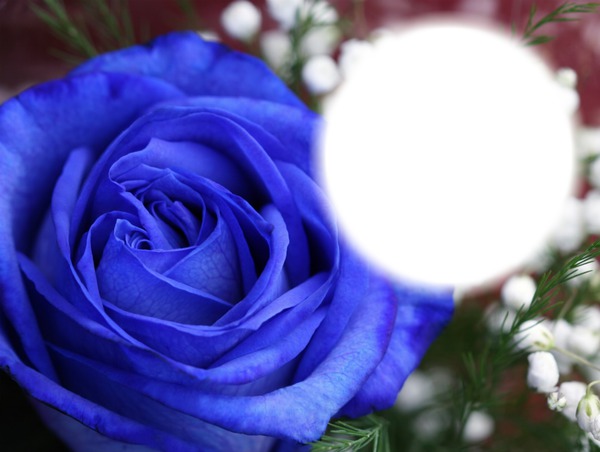 Rose bleue-fleur-nature フォトモンタージュ