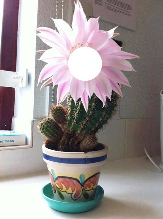 cactus Fotomontagem