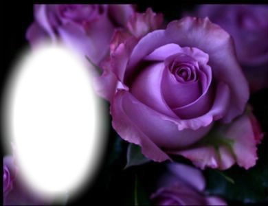 Purple Rose 1 Фотомонтаж