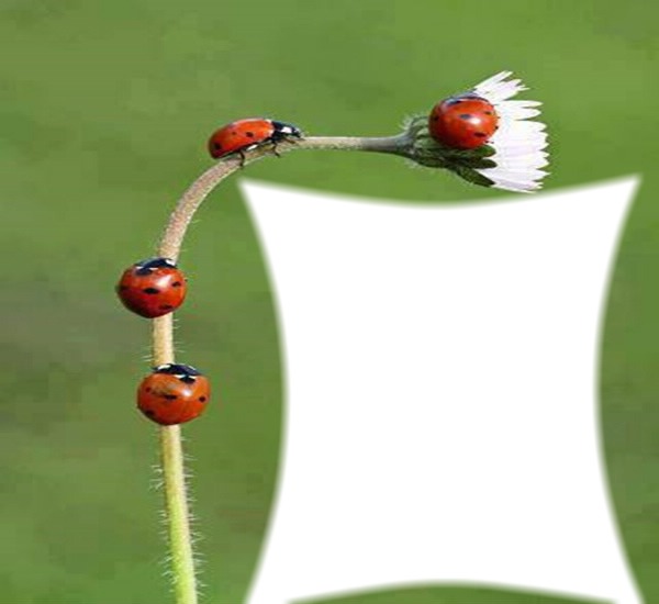 ahmet uğur böceği Montaje fotografico