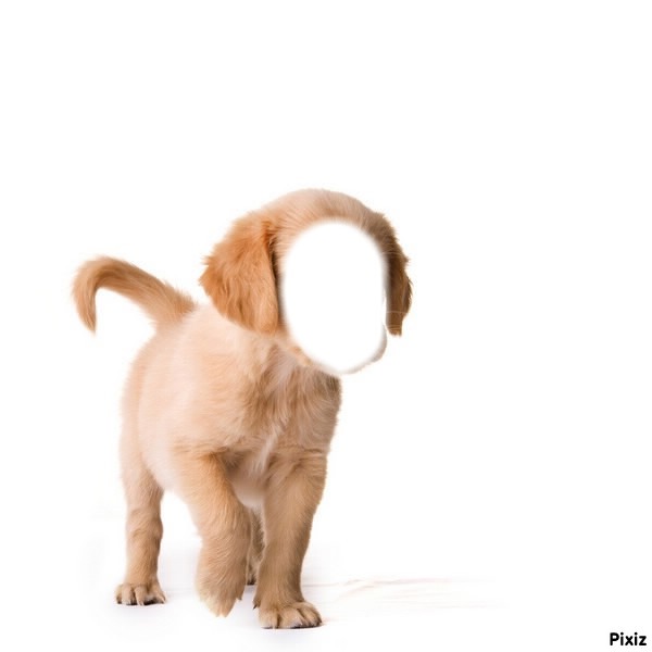 chien tête humain Fotomontage