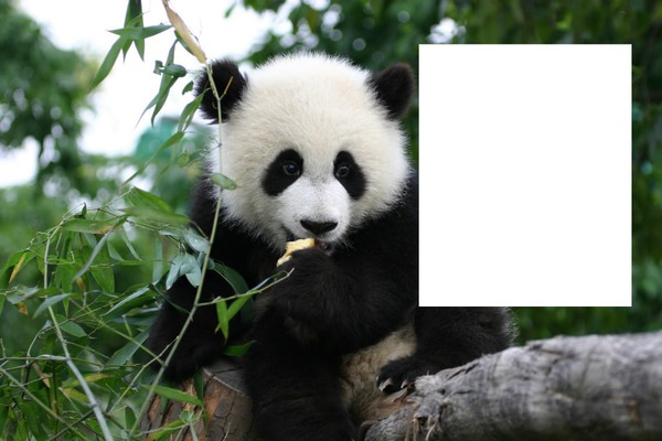 osoito panda Fotomontáž