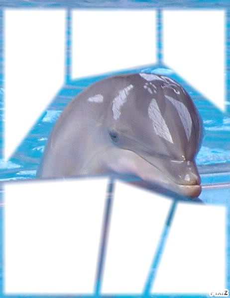 Dolphins Fotomontāža