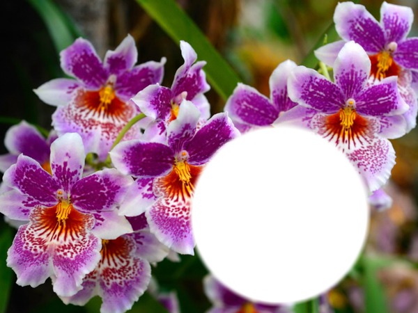 orchidées Fotomontaža
