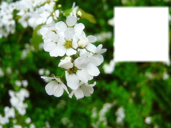 cadre vert avec fleurs blanches フォトモンタージュ