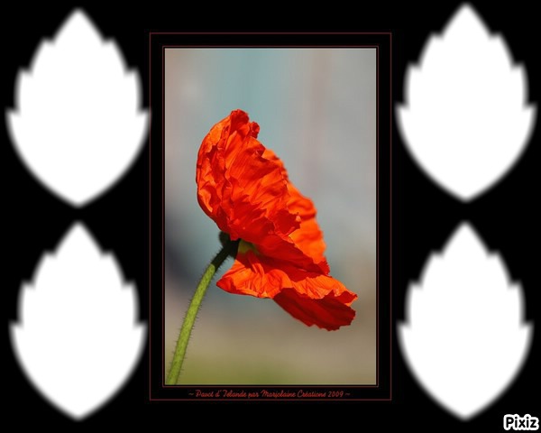Coquelicot Photo frame effect