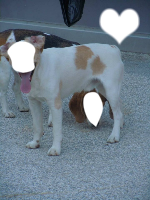 chien mignon et coeur Fotomontāža
