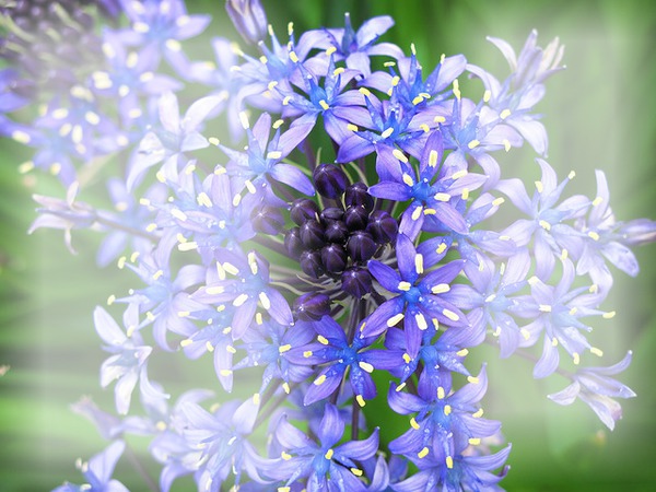 flor azuis Fotomontasje