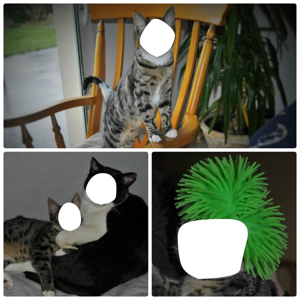 les chats Fotomontagem