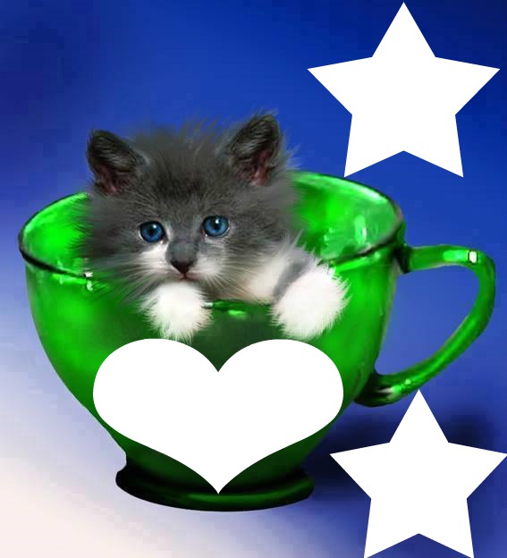 chaton dans une tasse 3 photos フォトモンタージュ