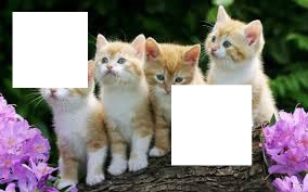 XD CATS LOVE Fotomontaż