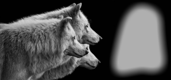 polarwolf Montaje fotografico