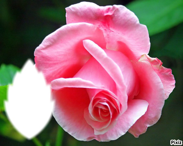 *Coeur parfum de rose* Photo frame effect