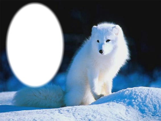 loup blanc Fotomontaż