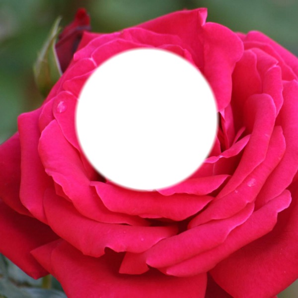 rosa Fotomontagem