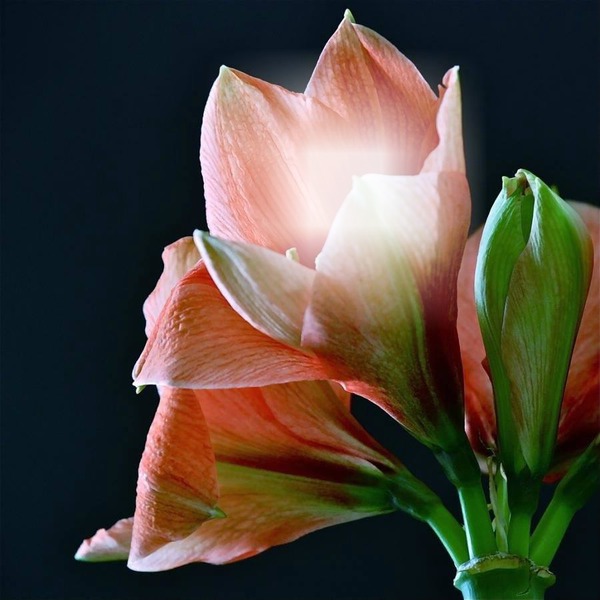 fleur Fotomontage