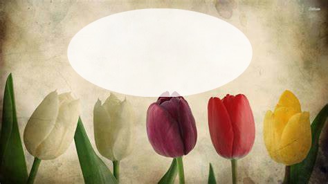 tulipe Fotomontáž