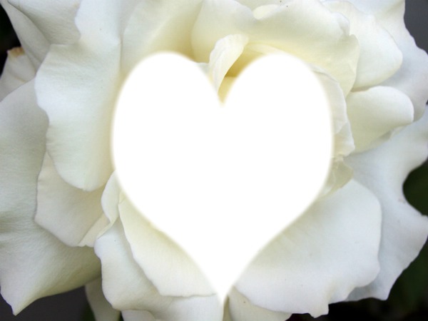 una rosa blanca Fotomontáž