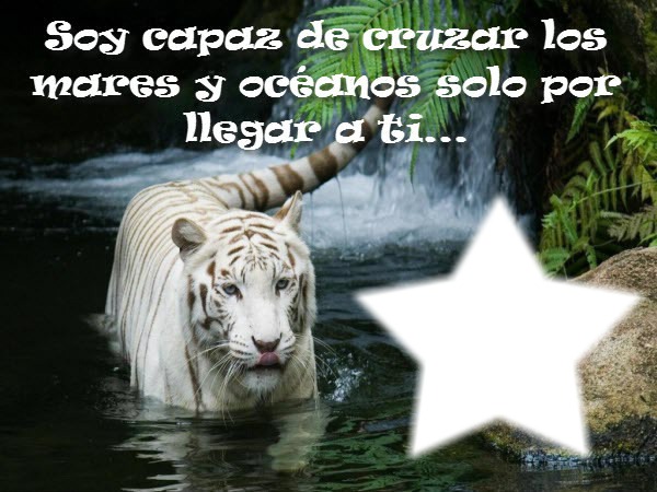 tigre blanco Фотомонтажа