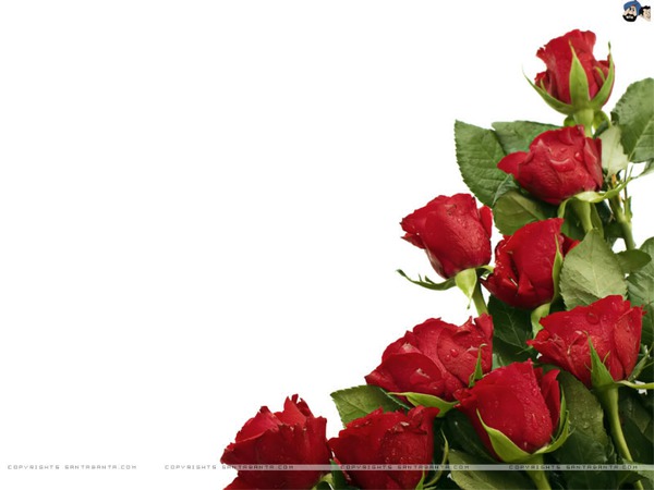 Bouquets de roses rouges Photomontage