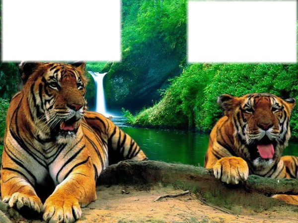 tigre e tigresa Fotomontagem